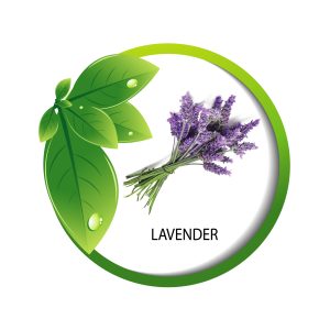 Lavender